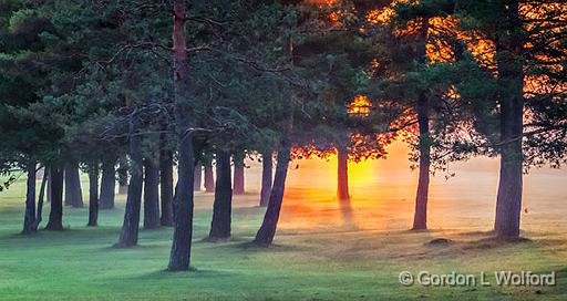 Pines In Misty Sunrise_P1150478-80.jpg - Photographed at Smiths Falls, Ontario, Canada.